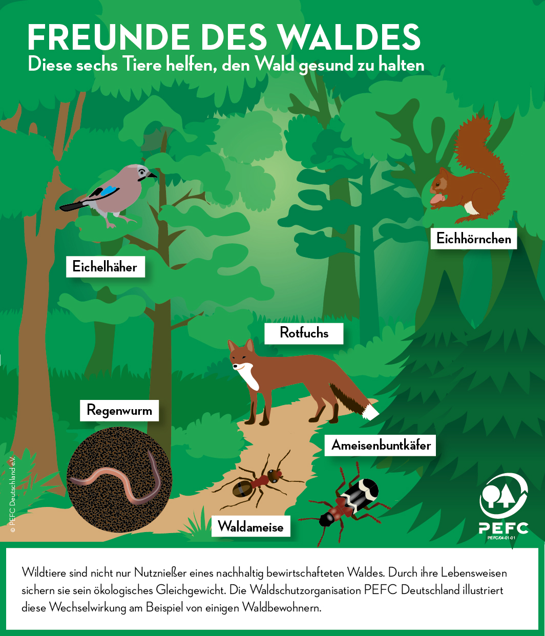 Infografik Freunde des Waldes