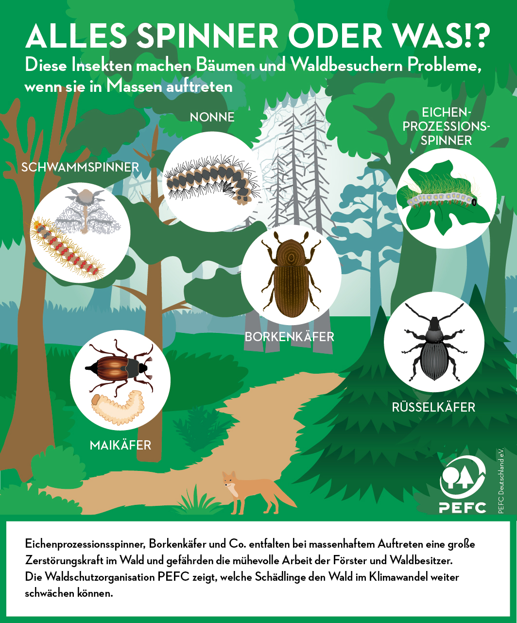 Infografik Schädlinge im Wald