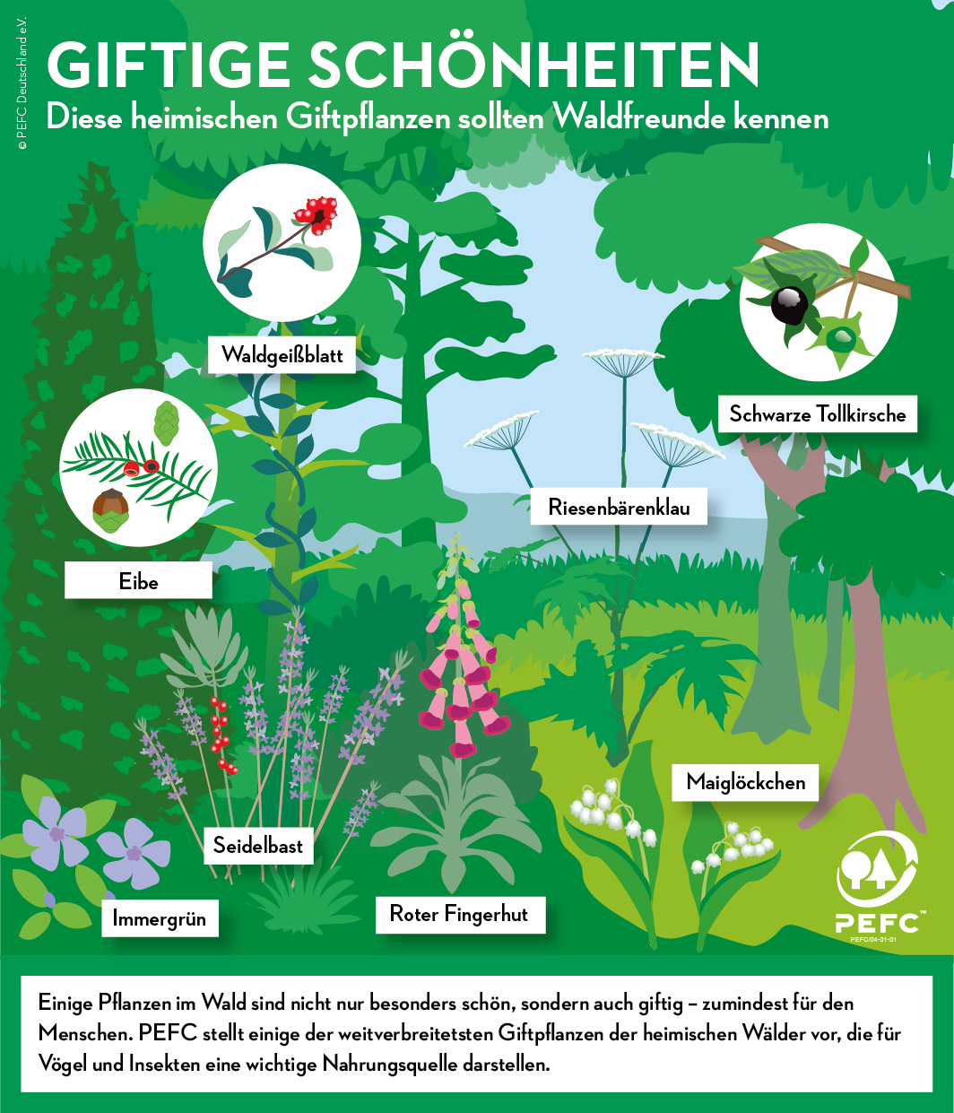 Infografik Giftpflanzen im Wald